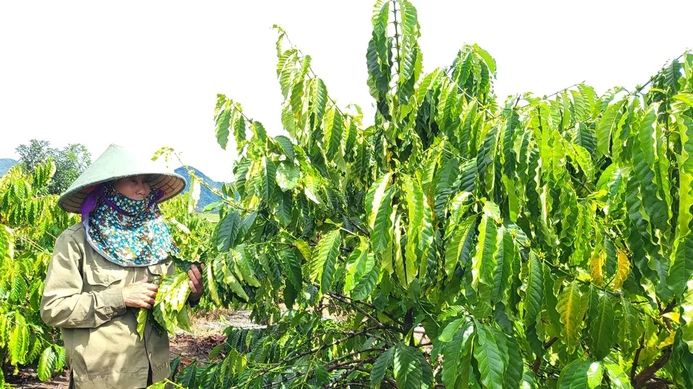 Nhờ áp dụng giống chất lượng cao và khoa học kỹ thuật trong chăm sóc, vườn cà phê của bà Trần Thị Đềm (xã Đắk Mar) xanh tốt
