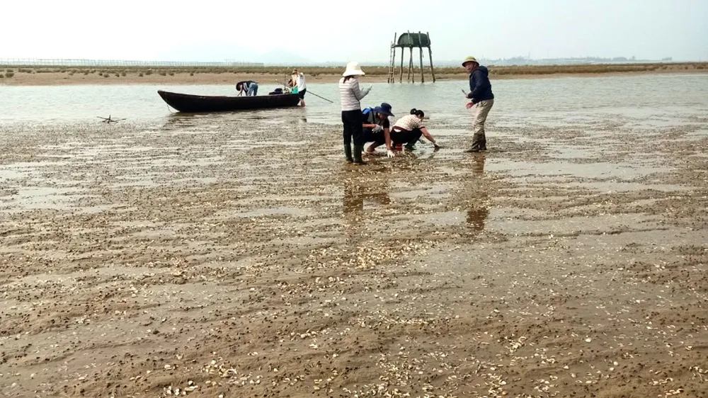 Nhiều diện tích tại bãi bồi ven sông Rào Cái (xã Đỉnh Bàn) có nghêu nuôi bị chết hàng loạt