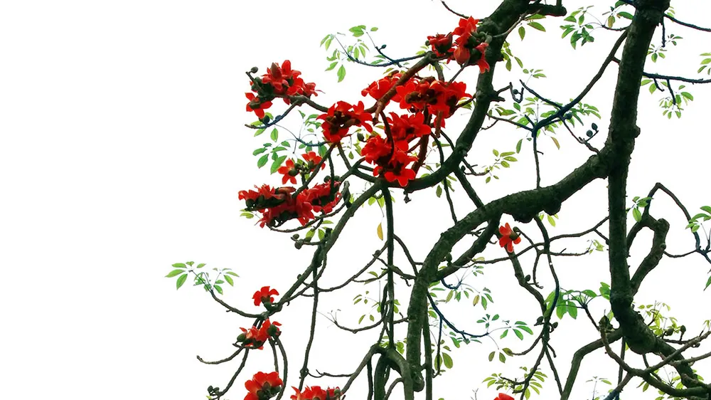 Mùa hoa gạo nở trong ký ức