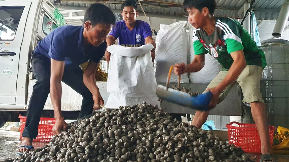 Vận chuyển sò huyết tới chợ đầu mối Bình Điền (TPHCM) ngay trong đêm để kịp tiêu thụ