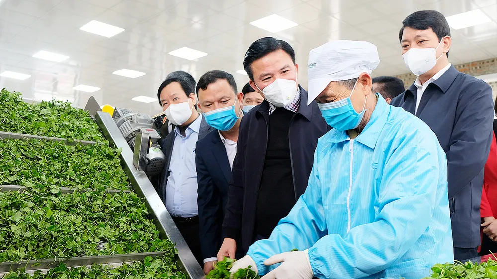 Đoàn lãnh đạo tỉnh Thanh Hóa tham quan dây chuyền sản xuất rau má của Công ty Phong Cách Mới