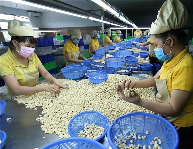 Phát triển bền vững ngành điều
