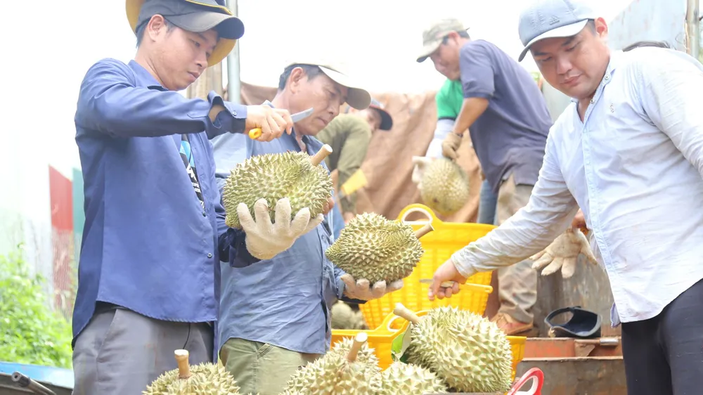 Người dân huyện Krông Pắk (tỉnh Đắk Lắk) thu hoạch sầu riêng