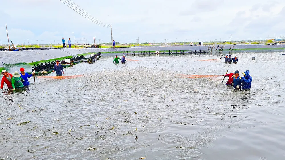 Do có nhiều rủi ro, người nuôi tôm ở ĐBSCL đang dè dặt thả tôm nuôi. Ảnh: Tuấn Quang