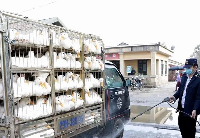 Phối hợp ngăn chặn gia cầm nhập lậu