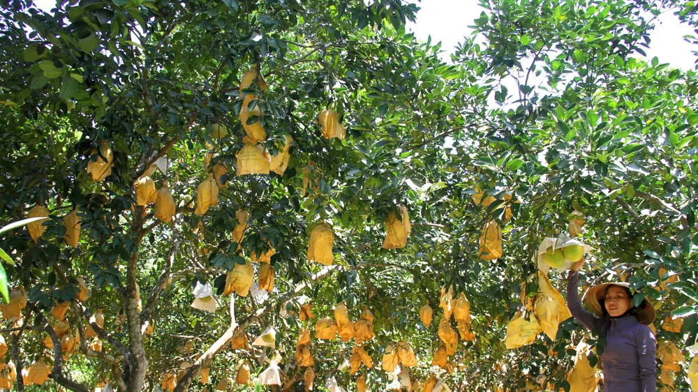 Bưởi Phúc Trạch hút hàng