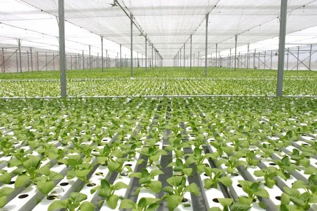 Chấm dứt dự án nông nghiệp ứng dụng công nghệ cao 334 tỷ đồng 
