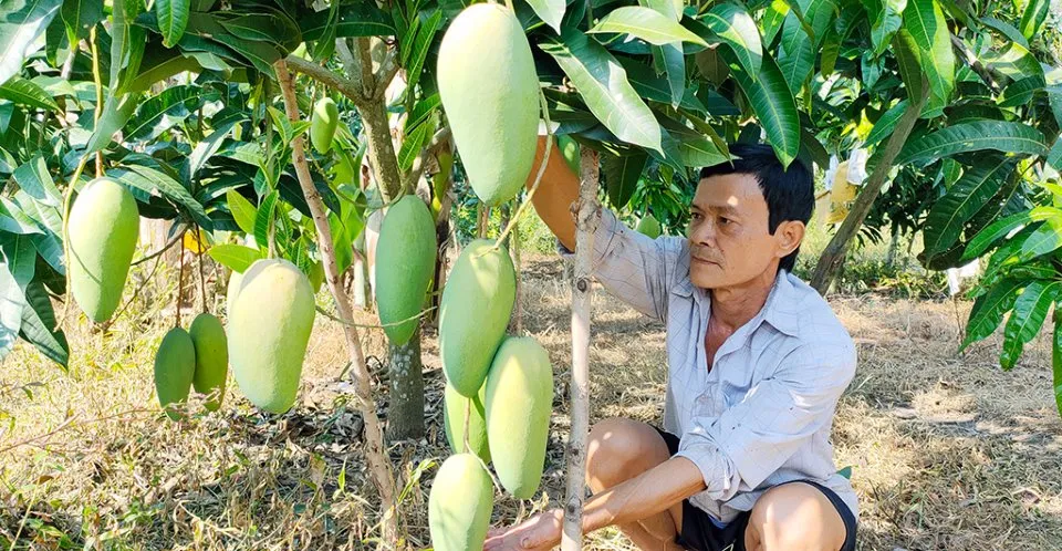 ĐBSCL: Giá xoài tăng cao