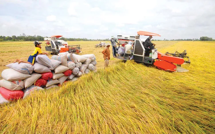 Thành lập Hiệp hội ngành hàng lúa gạo Việt Nam