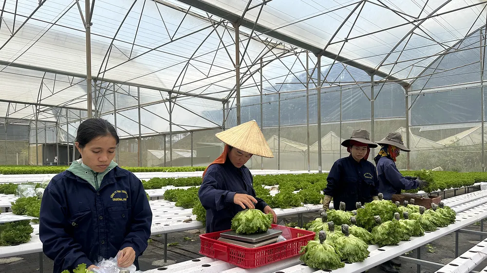 Nông dân tại trang trại Trường Phúc, huyện Lạc Dương, tỉnh Lâm Đồng thu hoạch rau thủy canh tiết kiệm nước