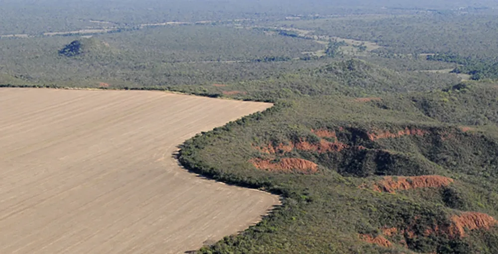 Một trong những thảo nguyên rộng lớn của vùng Cerrado (Brazil) đang bị sa mạc hóa. Ảnh: WWF