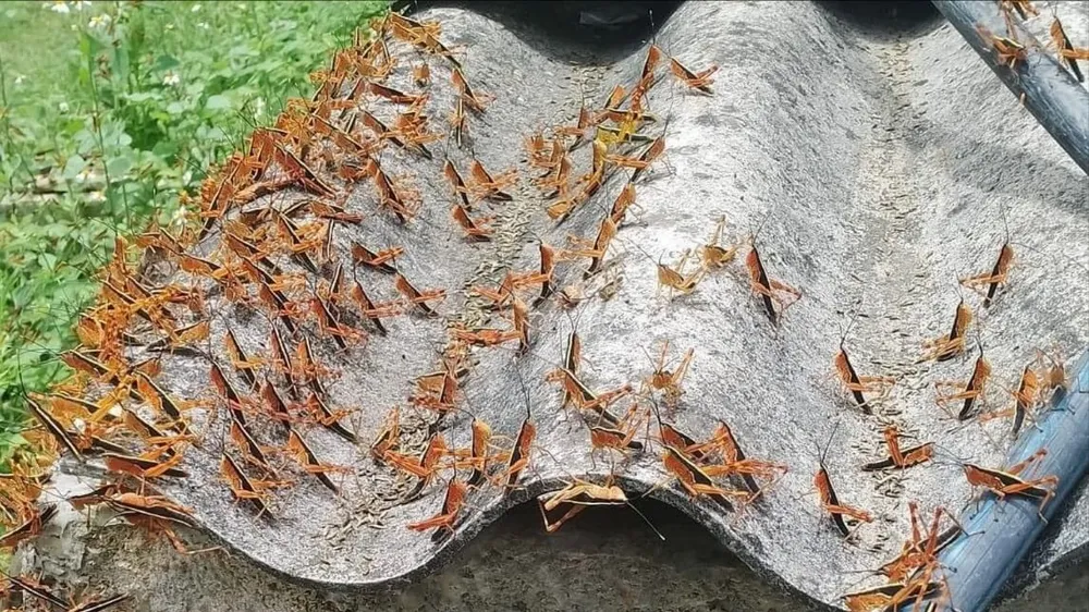 Nguyên nhân châu chấu tre phát triển thành dịch ở phía Bắc