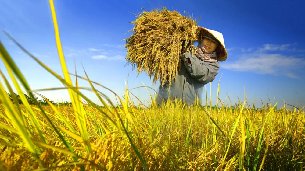 Bảo đảm thu nhập ổn định cho người trồng lúa