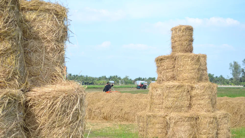 Rơm bắt đầu được nông dân các tỉnh ĐBSCL thu hoạch để tái sử dụng