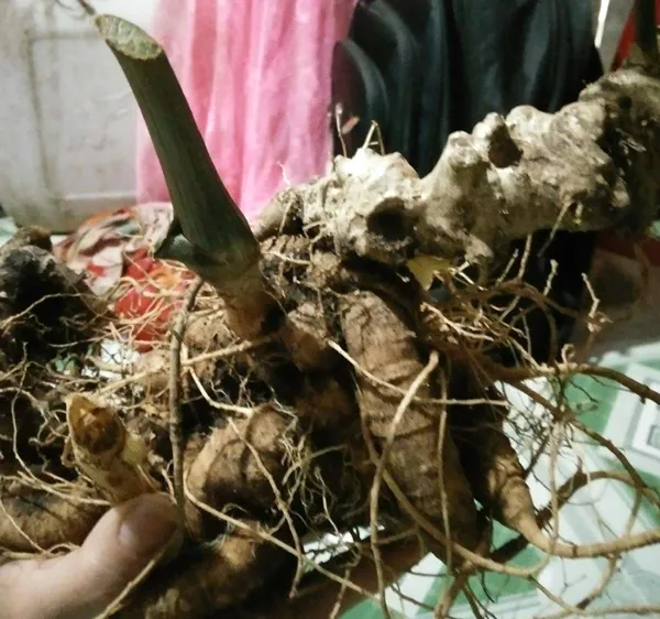 Củ sâm nặng 7 lạng