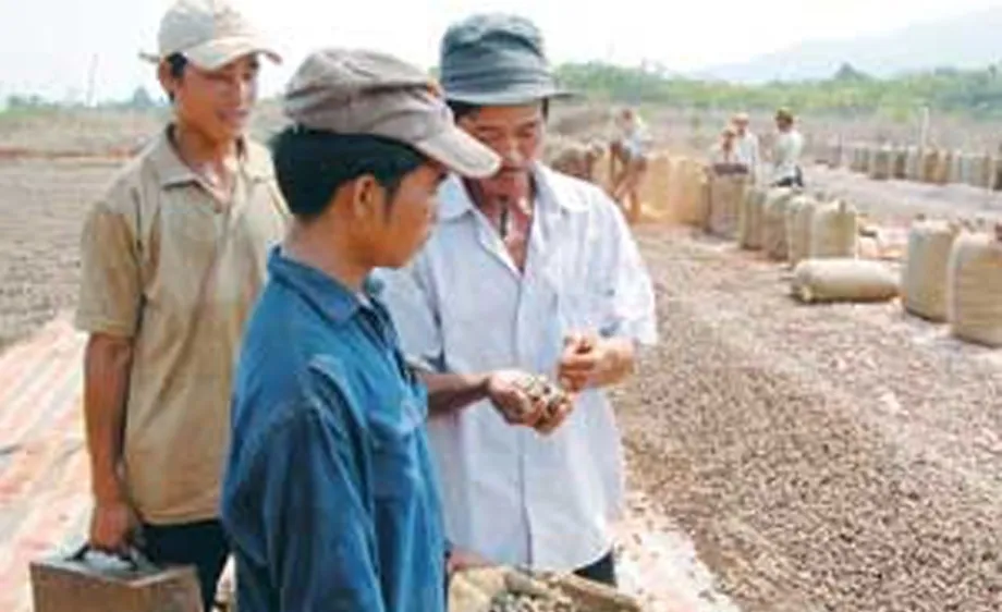 Sản lượng điều giảm gần 50% 