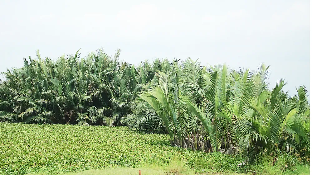 Rừng dừa nước Cà Ninh sắp bị chặt hạ 