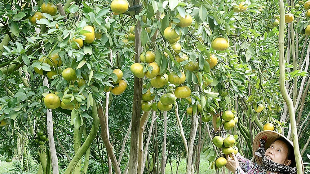 Giữ vườn trái cây đặc sản Lái Thiêu. Ảnh minh họa