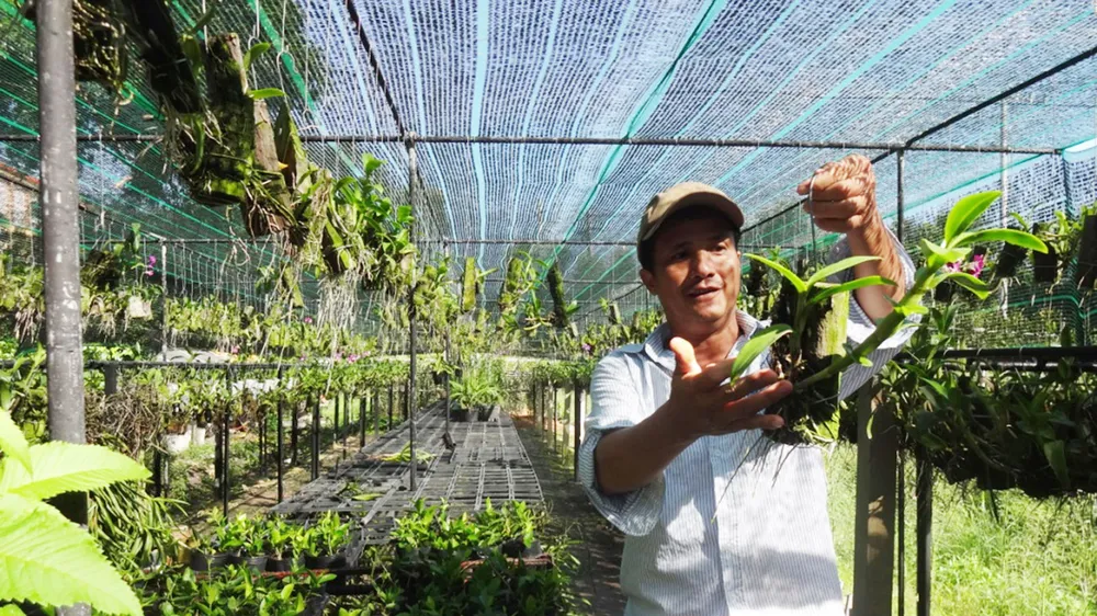25 năm sống khỏe với nghề trồng lan