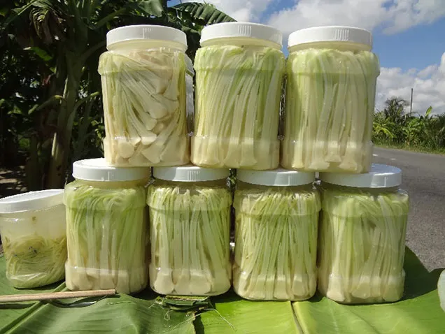 Bồn bồn Cái Nước - Cà Mau