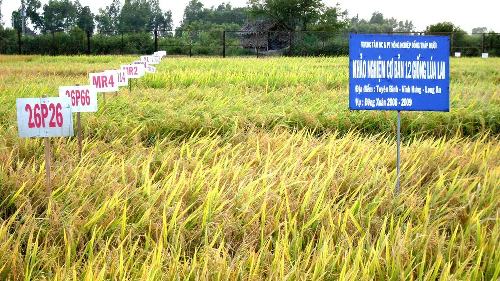 Sóc Trăng khảo nghiệm giống lúa chịu mặn ở vùng tôm - lúa