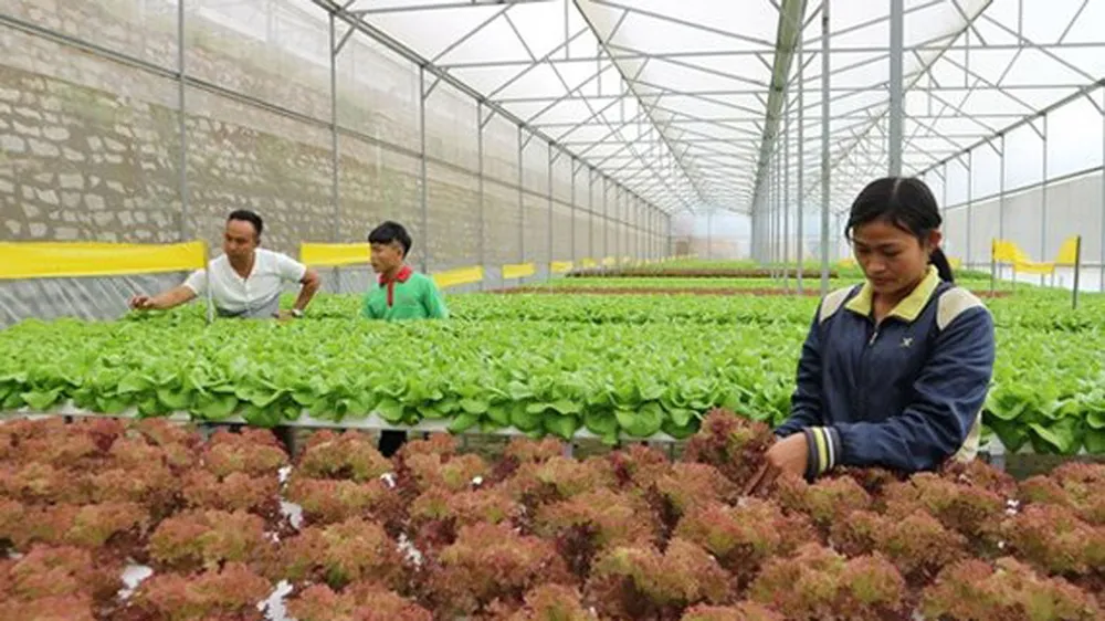 Đào tạo gần 3.000 lao động nông nghiệp công nghệ cao