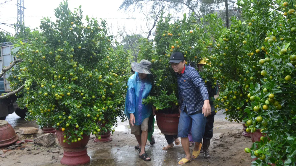 Mừng, lo quất tết Hội An