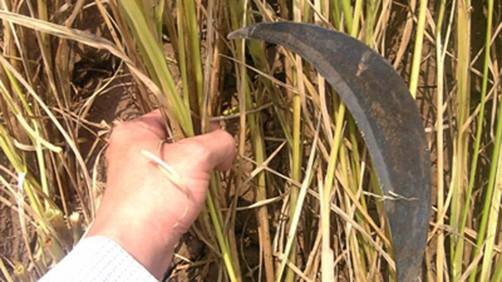 Nhớ chiếc vòng gặt thân thương