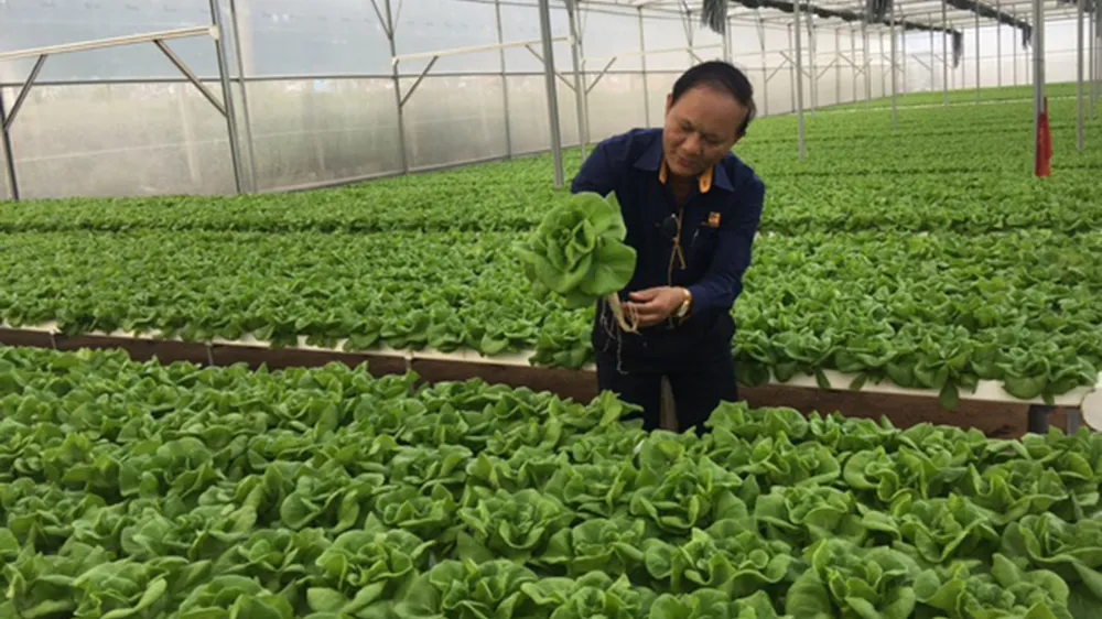 Những trang trại rau sạch 