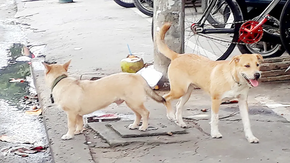 Hiểm họa chó cắn người