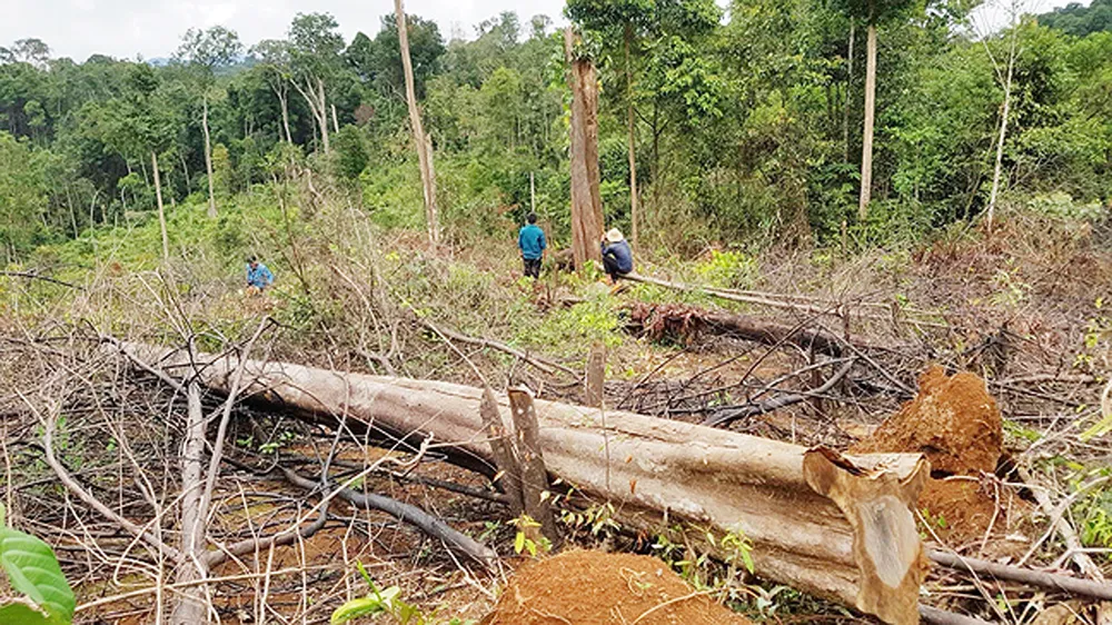 Điều tra vụ chặt 2,5ha rừng phòng hộ