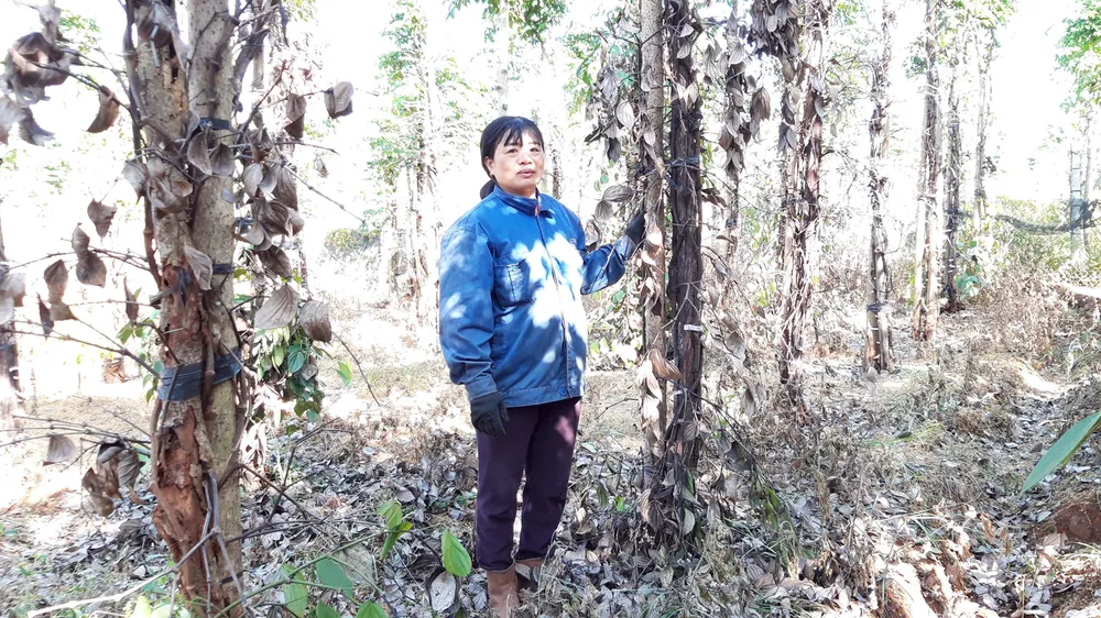 Tiêu chết hàng loạt, dân trồng lao đao