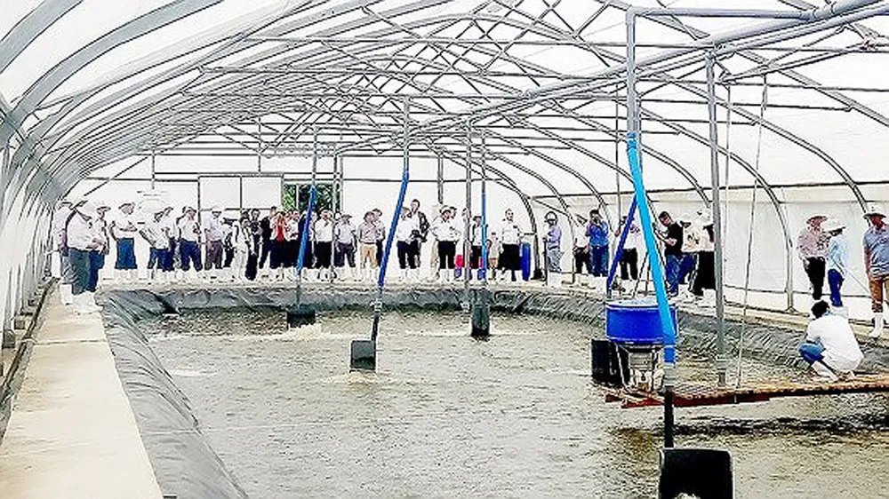 Nuôi tôm công nghệ cao