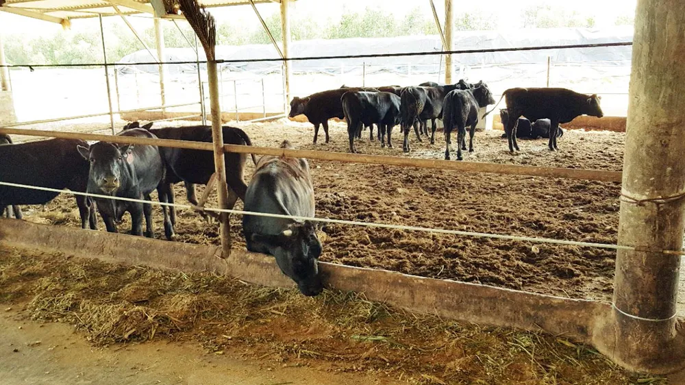 Chuyển giao công nghệ nuôi bò thịt của Sawai Farm (Nhật Bản)