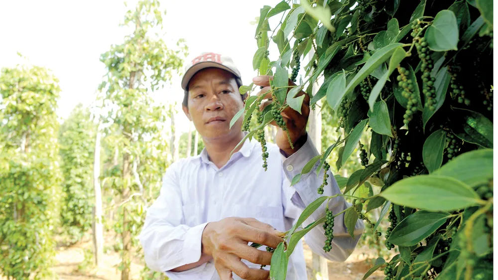 Người trồng hồ tiêu và sầu riêng ở Nam bộ cần đề phòng mưa trái mùa