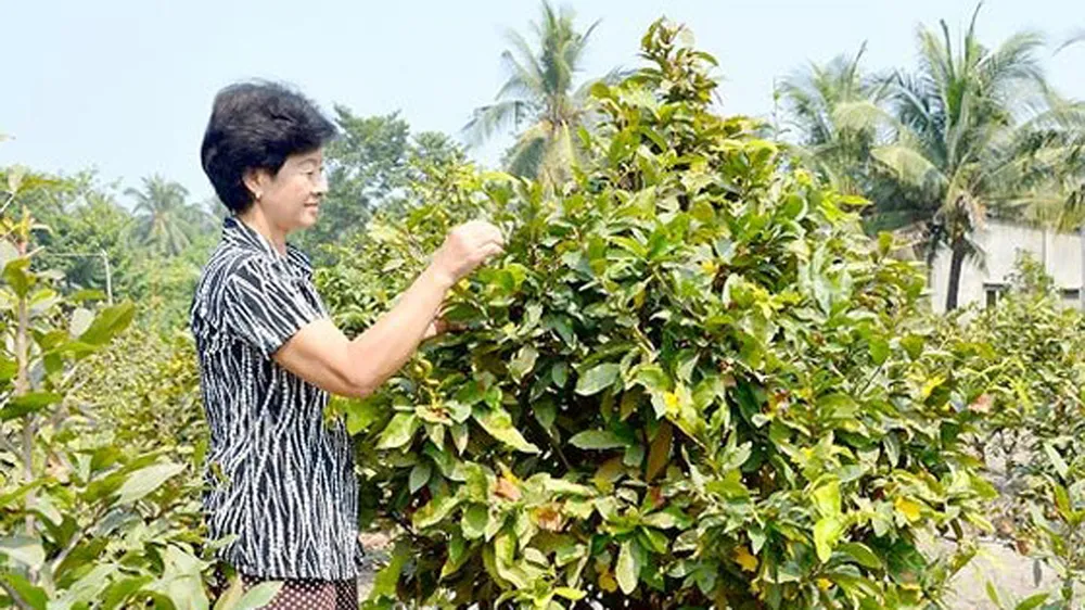 Làng mai Vĩnh Phú vui đón vụ hoa tết