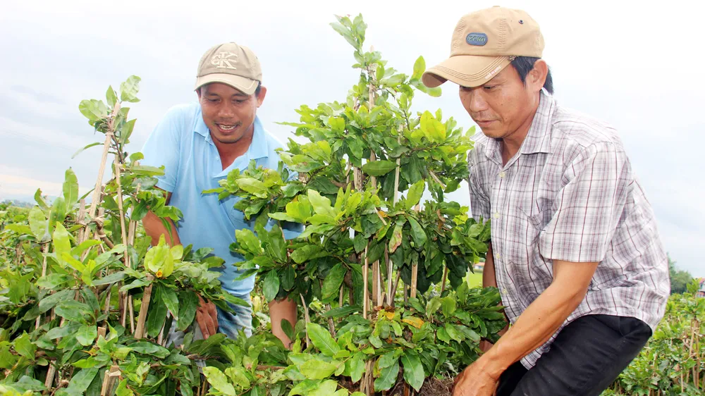 “Đạo” ở làng mai
