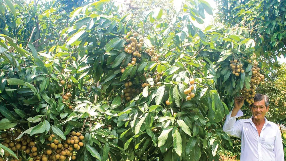 Nhãn Ido được nhiều bà con khu vực Đồng bằng sông Cửu Long ưu tiên lựa chọn để phát triển. Ảnh: PHÚC NGUYỄN