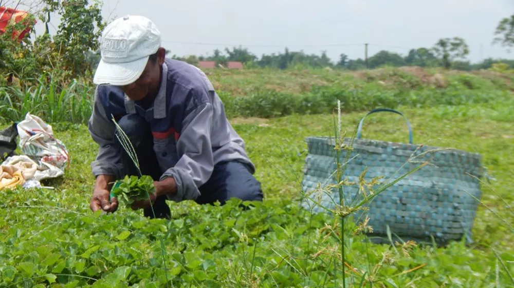 Đạt chuẩn nông thôn mới nhờ rau má