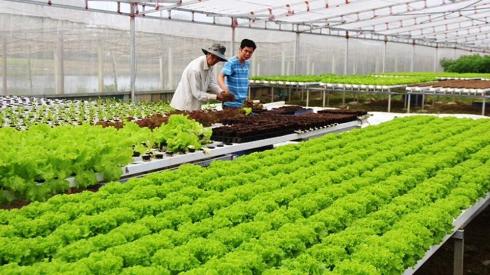 Lớp dạy nghề canh tác rau thủy canh