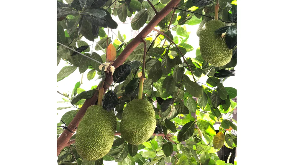 Thức dậy ở quê