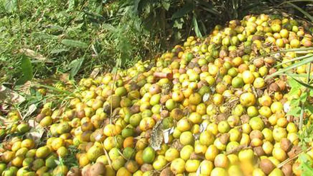 Quýt rớt giá, nông dân Nghệ An gặp khó