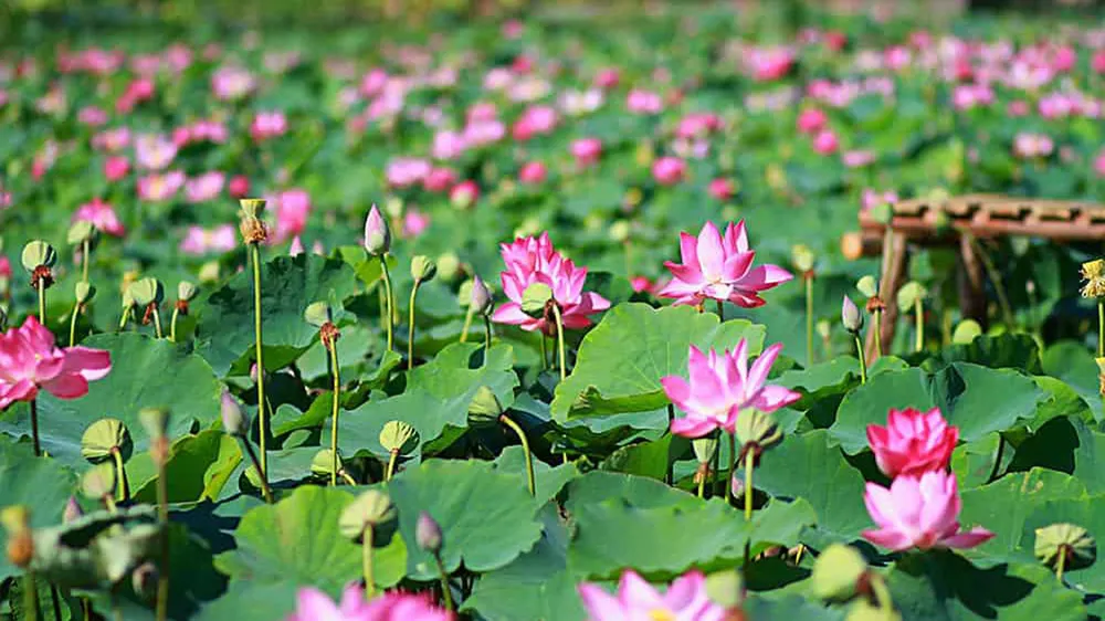 Chữ Nhân dân được viết hoa trong Hiến pháp