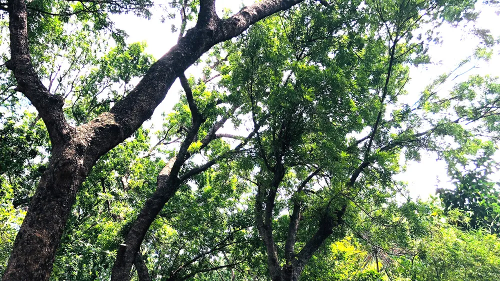 Ve sầu râm ran mùa ký ức