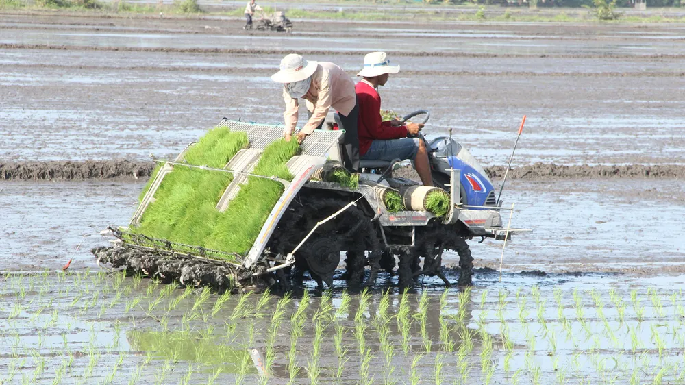 Cơ hội đánh bóng thương hiệu hạt gạo miền Tây
