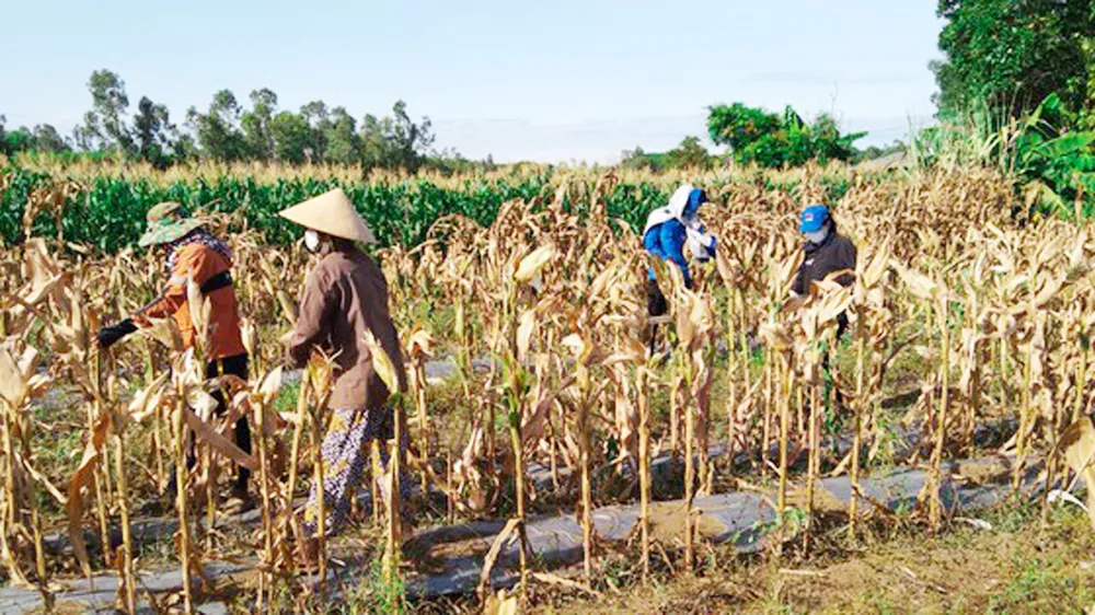 Lập đường dây nóng hỗ trợ nông dân thu hoạch 