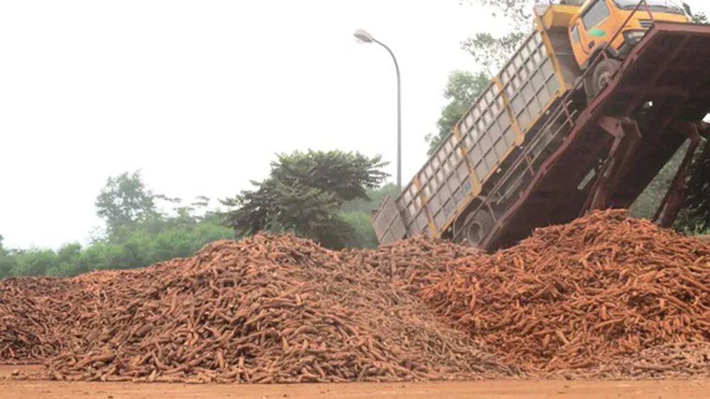 Tiêu thụ 6.300ha sắn cho nông dân