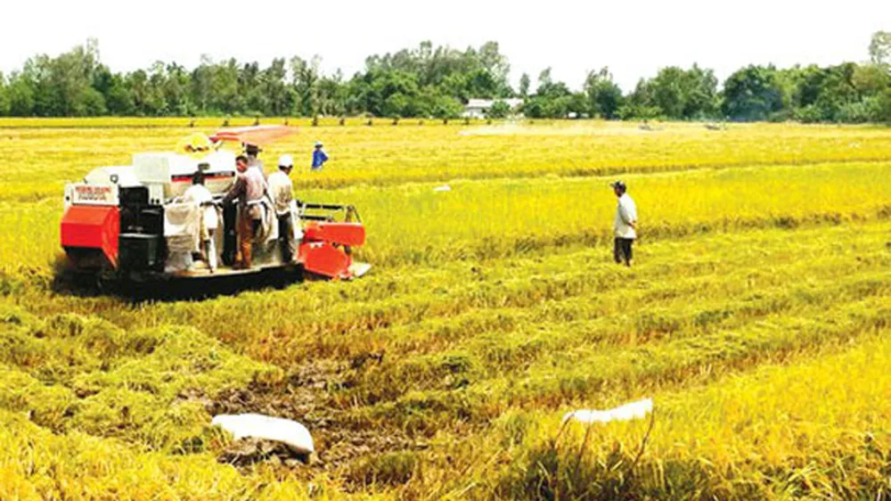 Điều kiện, thủ tục chuyển mục đích sử dụng đất lúa, đất rừng tại 4 tỉnh, thành phố