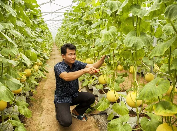Hình thành vùng sản xuất nông nghiệp hữu cơ