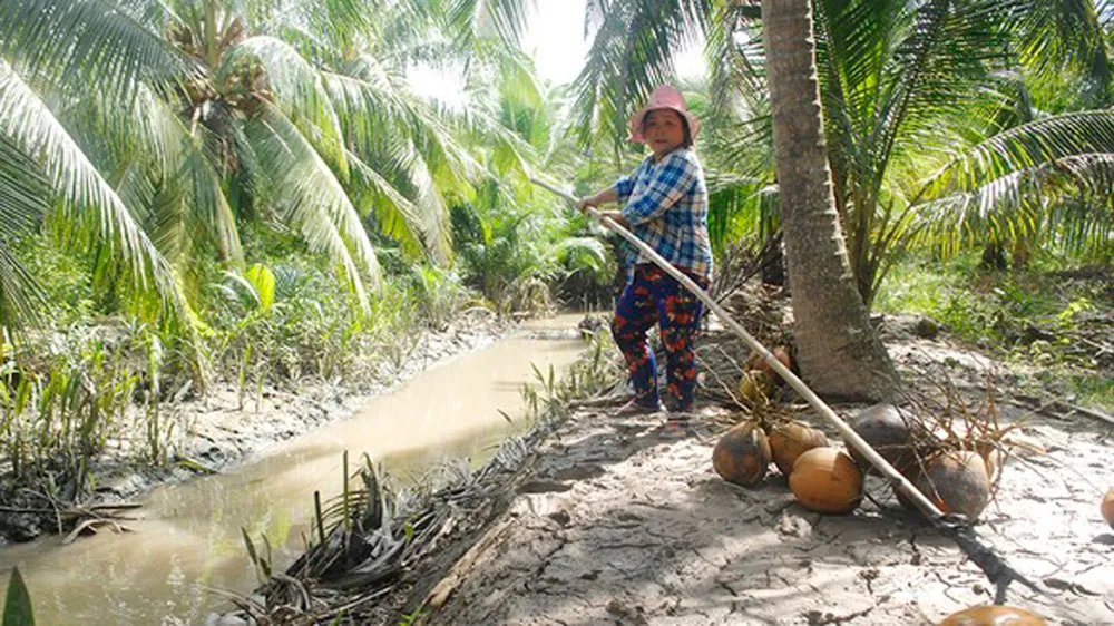 Giá dừa thấp kỷ lục